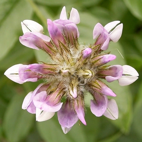 Psoralea