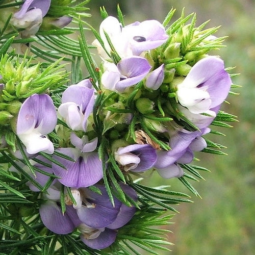 Psoralea