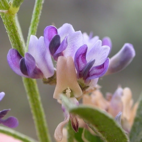 Psoralea
