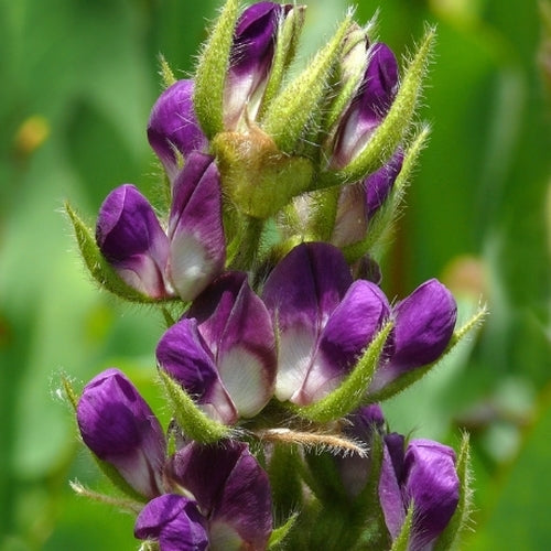 Psoralea