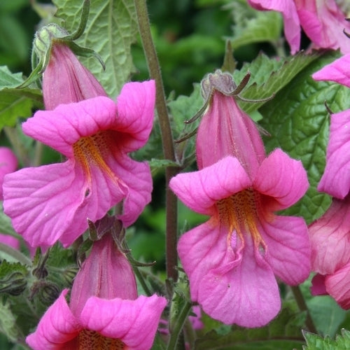 Rehmannia angulata 'Popstar'