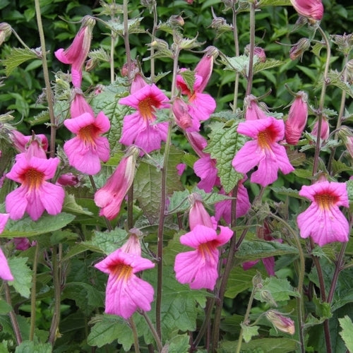 Rehmannia angulata 'Popstar'