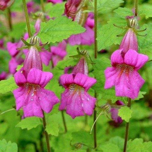 Rehmannia angulata 'Popstar'