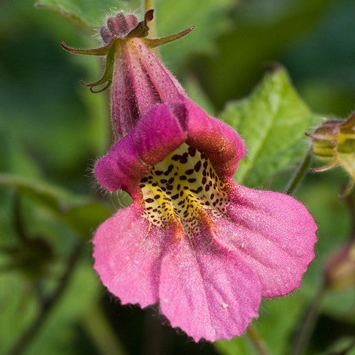 Rehmannia angulata 'Popstar'