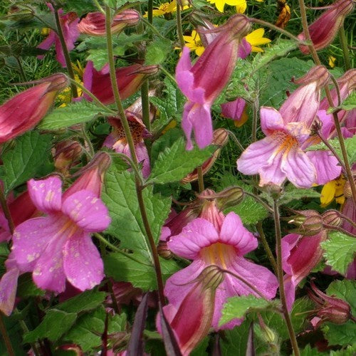Rehmannia angulata 'Popstar'