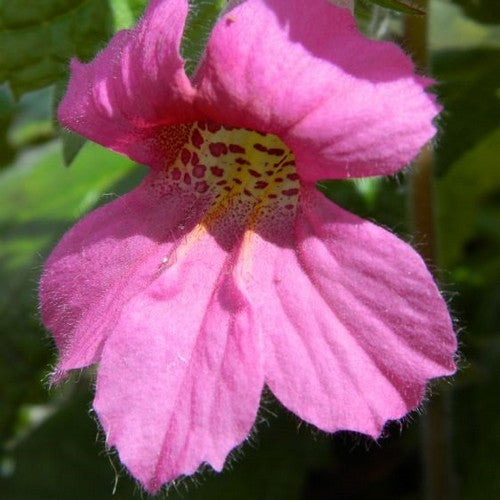 Rehmannia angulata 'Popstar'