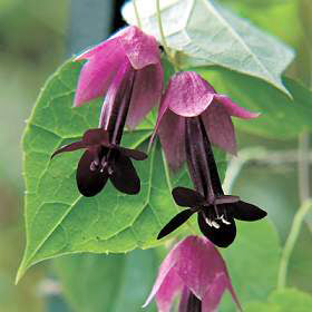 Rhodochiton atrosanguineus