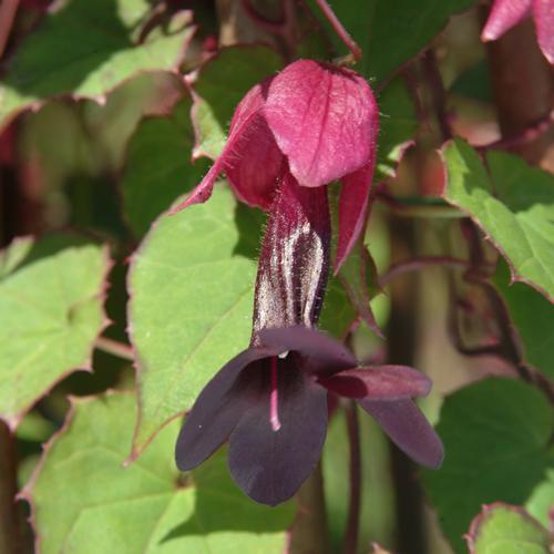 Rhodochiton atrosanguineus