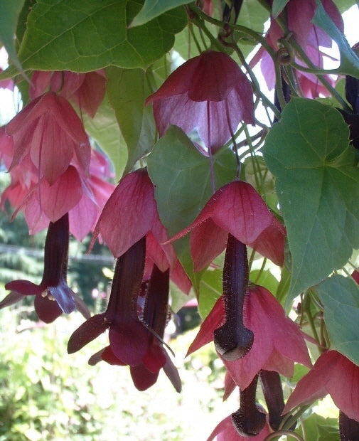 Rhodochiton atrosanguineus