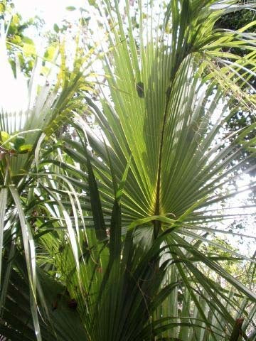 Sabal palmetto