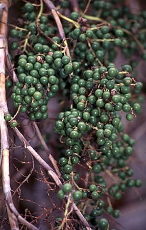 Sabal palmetto