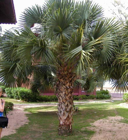 Sabal palmetto