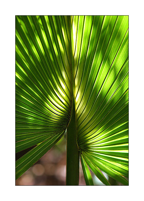 Sabal palmetto