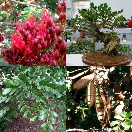 Schotia brachypetala