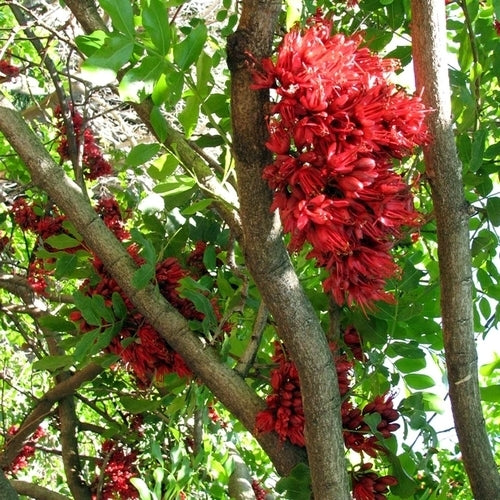 Schotia brachypetala
