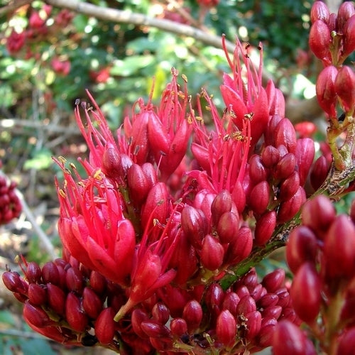 Schotia brachypetala