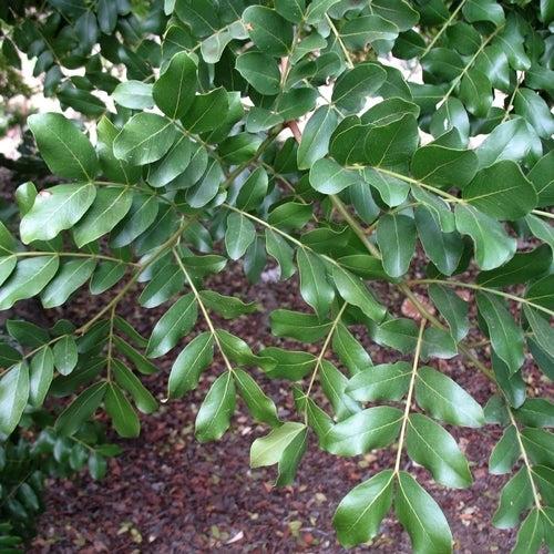 Schotia brachypetala
