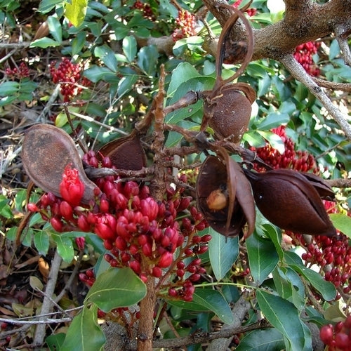 Schotia brachypetala