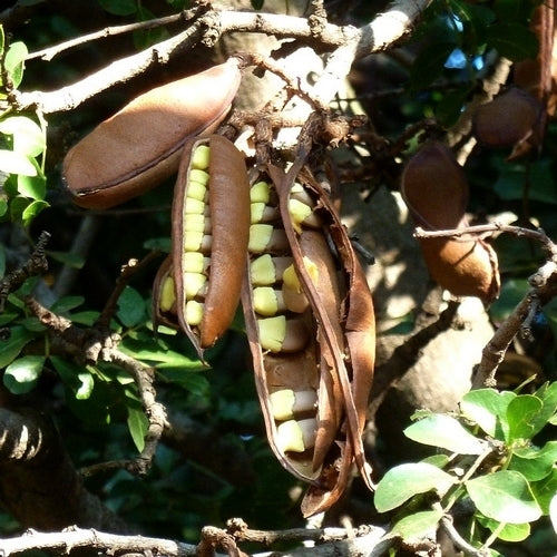 Schotia brachypetala