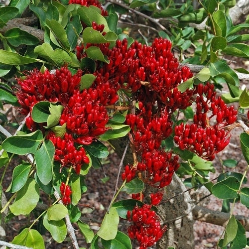 Schotia brachypetala