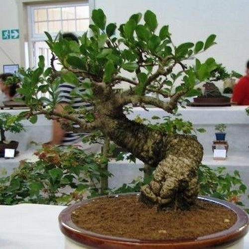 Schotia brachypetala