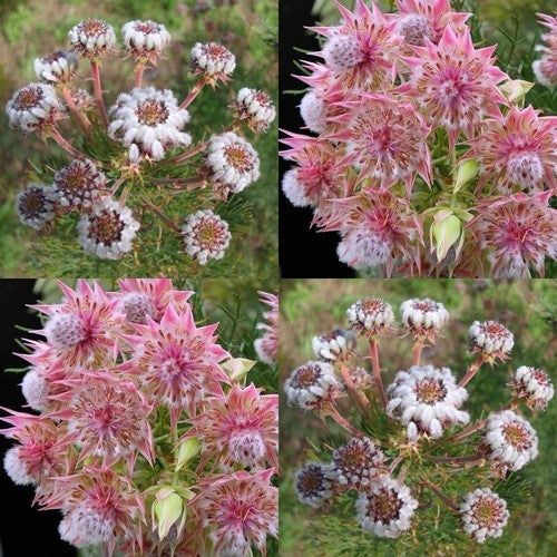 Serruria species