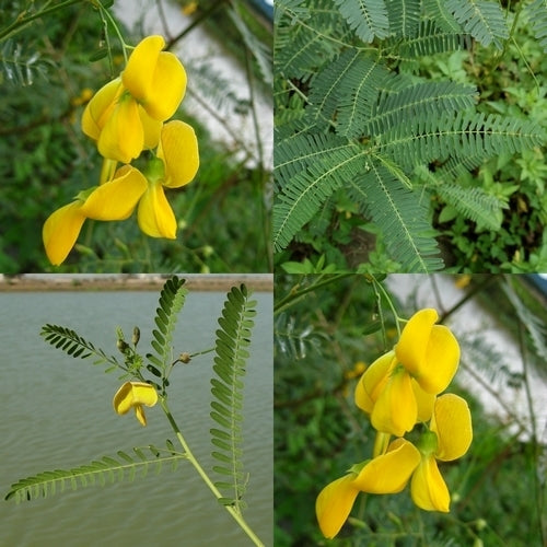 Sesbania sesban