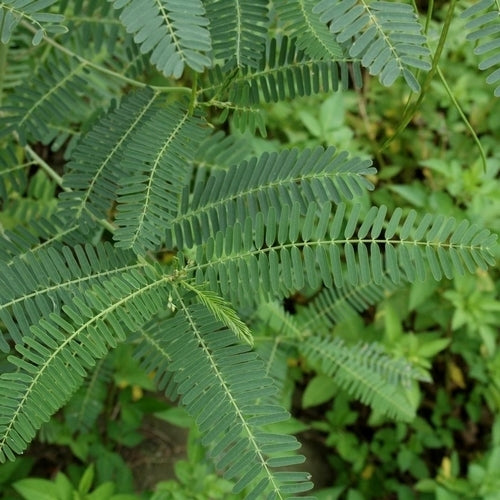 Sesbania sesban
