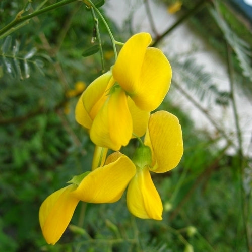 Sesbania sesban