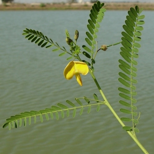 Sesbania sesban