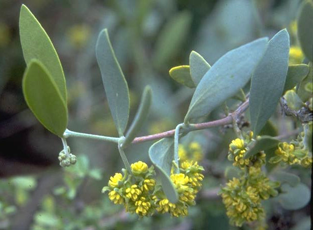 Simmondsia chinensis