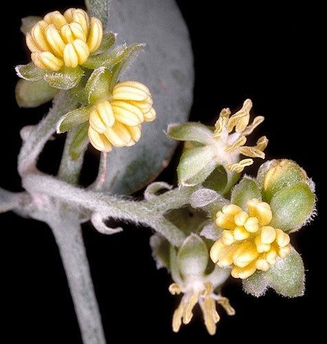 Simmondsia chinensis