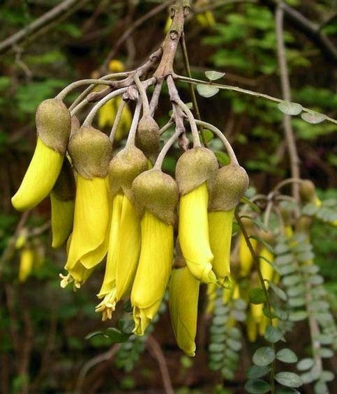 Sophora microphylla