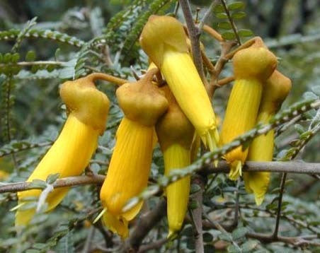 Sophora microphylla