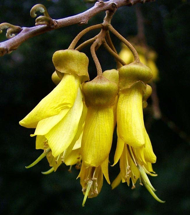 Sophora microphylla
