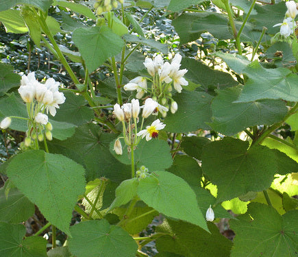 Sparmannia africana