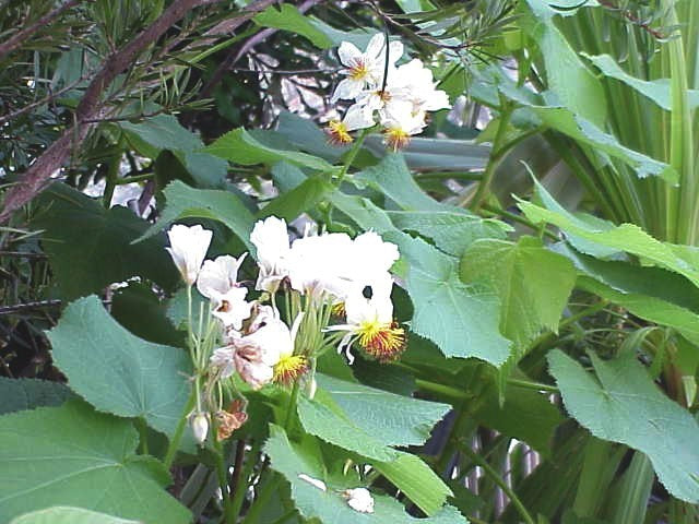 Sparmannia africana