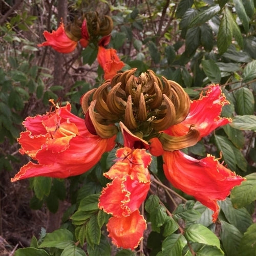 Spathodea campanulata