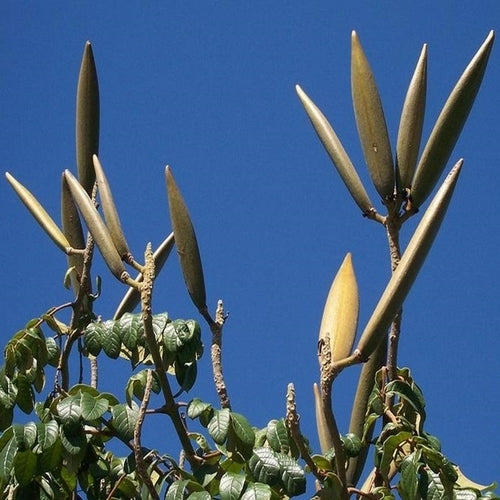 Spathodea campanulata