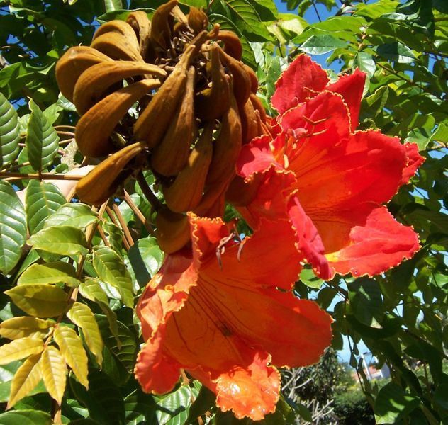 Spathodea campanulata