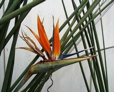 Strelitzia juncea