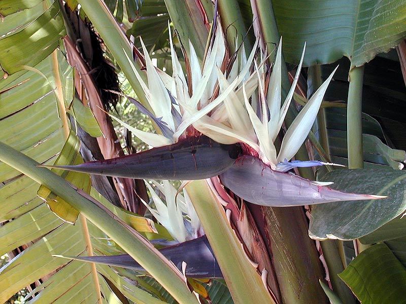 Strelitzia nicolai