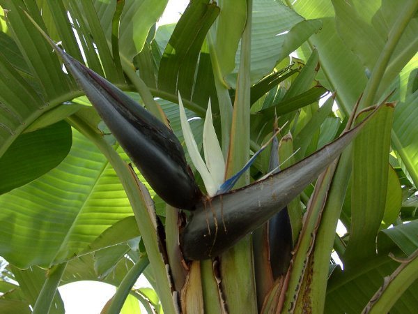 Strelitzia nicolai
