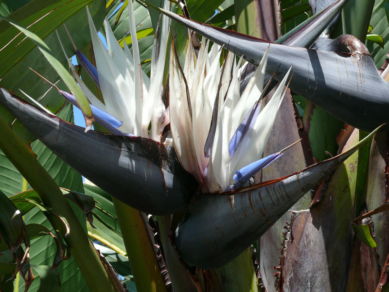 Strelitzia nicolai