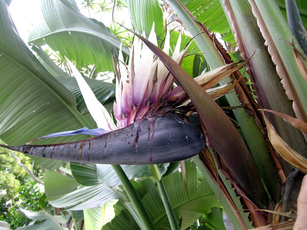 Strelitzia nicolai