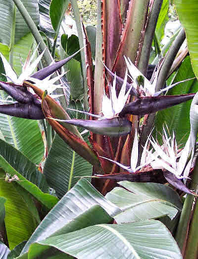 Strelitzia nicolai