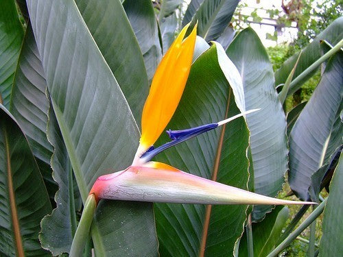 Strelitzia reginae