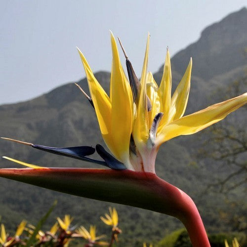 Strelitzia reginae 'Mandela'S Gold' / 'Yellow''