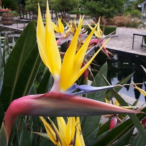 Strelitzia reginae 'Mandela'S Gold' / 'Yellow''