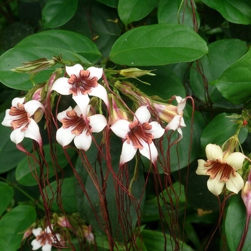 Strophanthus petersianus
